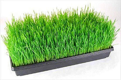 LPR GAHU SEEDS ,WHEAT Seed(500 per packet)