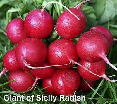 CYBEXIS ATS-84 - GIANT of Sicily Radish - (2250 Seeds) Seed(2250 per packet)