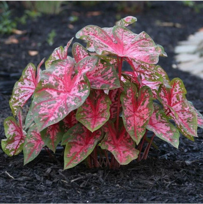 Leafy Heaven Caladium Beautifu Bulbs–Vibrant multicolor Mix Seed for Planting and Gardening Seed(12 per packet)