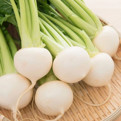 Quentova Turnip Seeds - Shogoin White-TKK-2U Seed(200 per packet)