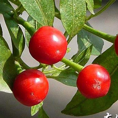 CYBEXIS Hybrid Hot Pepper Chilli Seeds 600 Seeds Seed(600 per packet)