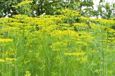 VibeX LXI-90 - Dill Mammoth Long Island - (250 Seeds) Seed(250 per packet)