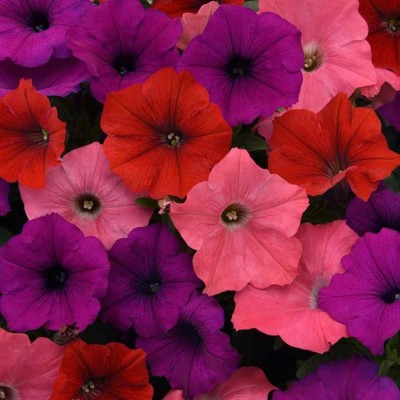 CYBEXIS VVI-55 - South Beach Easy Wave Petunia Flower Mix - (540 Seeds) Seed(540 per packet)