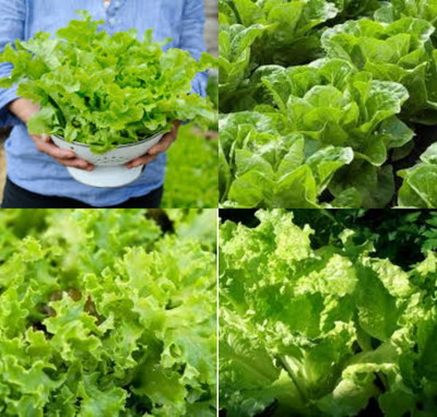 ibains Lettuce seeds for hydroponic bij 10 Seed(10 per packet)