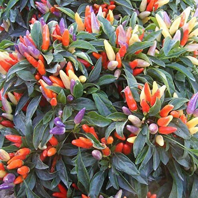 Qualtivate ICRA-9A Easter Ornamental Chilli Pepper Seed(300 per packet)
