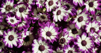 XOLDA Exotic cineraria Seed(43 per packet)