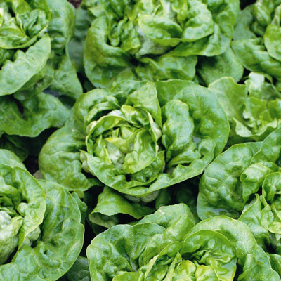 CYBEXIS Hardy Butterhead Lettuce Seeds1000 Seeds Seed(1000 per packet)