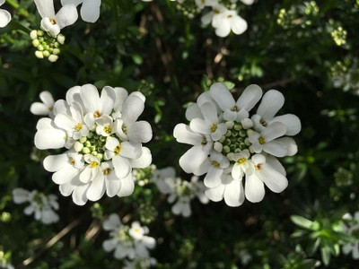 Aywal F1 Hybrid Candytuft Flower Seed(10 per packet)