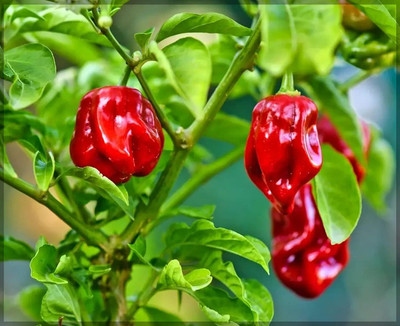 WILLVINE PAU -IX Pepper/Habanero/Chilli Seeds[50gm, 10000 Seeds] Seed(10000 per packet)