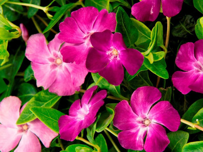 Quentova Vinca Periwinkle Mix Flower-HUA-66F Seed(75 per packet)