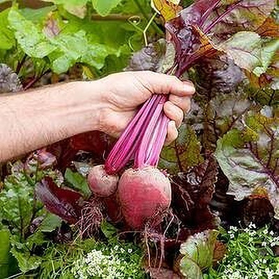 Aywal BEETROOT/TABLE BEET/GARDEN BEET/RED BEET/DINNER BEET Seed(175 per packet)