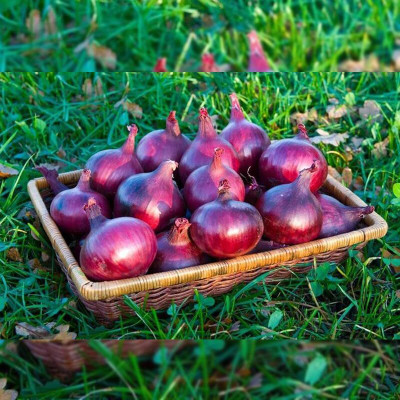 KNESSiN Heat Tolerant Red Baron Onion Seeds For Gardening-(2400 Seeds) Seed(2400 per packet)