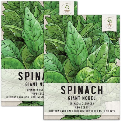 CYBEXIS VXI-70 - Giant Nobel Spinach - (750 Seeds) Seed(750 per packet)