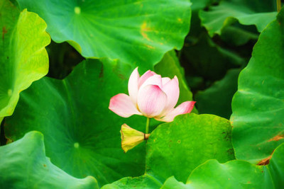 ErTh lotus,kamal seeds Seed(10 per packet)