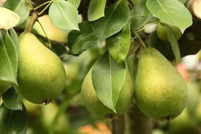 Chalisa Pear Seed(88 per packet)