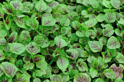 Qualtivate HUA-3A Amaranth for Planting Seed(300 per packet)