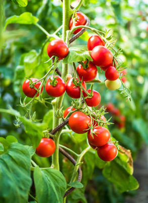 Tigress tomato Seed(95 per packet)