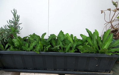 WILLVINE PUAS-167 Organic Culantro - NGO GAI Seed(500 per packet)