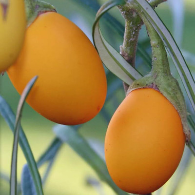 KNESSiN Early-Maturing Brinjal Golden Eggs Eggplant White to Yellow ( Seeds) Seed(2000 per packet)