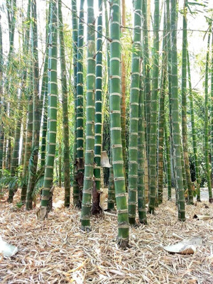 BDSresolve bamboo seed for planting/bamboo seeds 69 Seed(69 per packet)