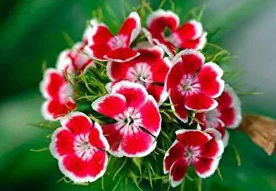 MAA Sweet William Seed(31 per packet)