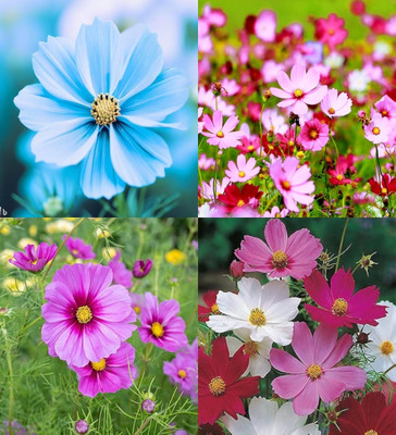 ibains Cosmos seeds for planting biij 32 Seed(32 per packet)