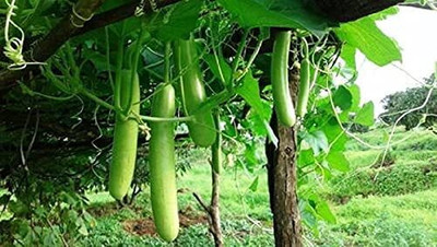 Aywal F1 Hybrid Lauki Giha Vegetable Bottle Gourd Seed(260 per packet)