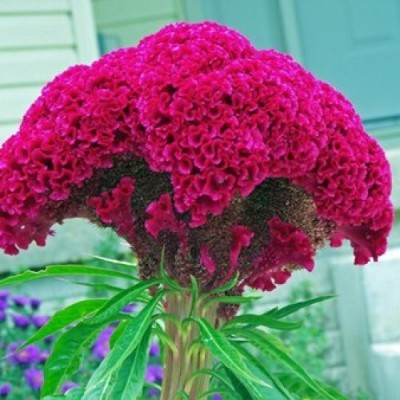 Quentova COCKSCOMB FLOWERS SEEDS-9P-NAMO Seed(50 per packet)