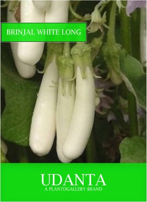 Udanta Brinjal White Long Vegetable Seeds For Kitchen Garden Avg 30-40 Seeds Pkts Seed(1 per packet)