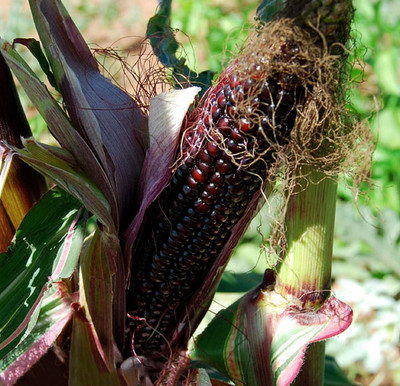 WILLVINE NKR -III Candy Striped Corn-[1Kg] Seed(4000 per packet)
