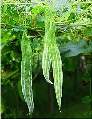 Qualtivate PUAS-3A Cucumber Asian Painted Serpent (Green) Seed(25 per packet)