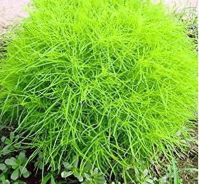 Avysa Kochia Seeds Seed(10 per packet)