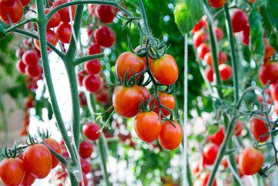 BMSSSL tomato Seed(135 per packet)