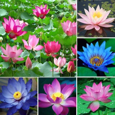 VibeX HUA-82 - Water Lily Flower Plant - (30 Seeds) Seed(30 per packet)