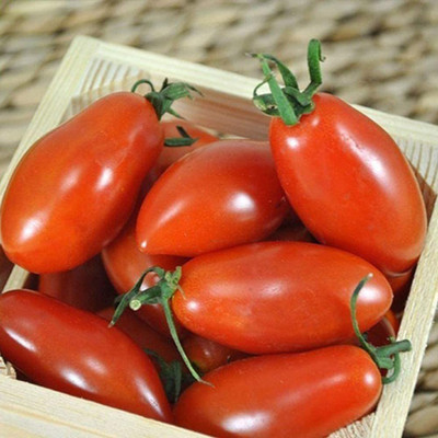 CYBEXIS Heirloom Sweet Tomato Seeds -250 Seeds Seed(250 per packet)
