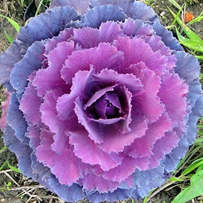 WILLVINE PAU -IX Ornamental Kale Flowering Cabbage [2.5g] Seed(750 per packet)
