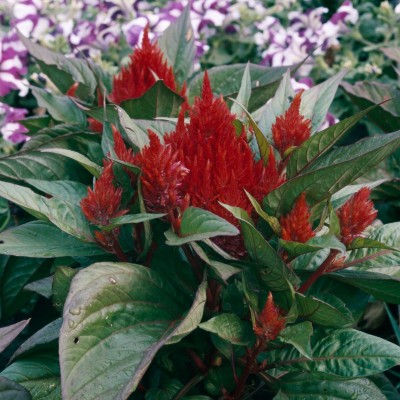 Quentova 'New Look' Celosia-4F-VDI Seed(75 per packet)