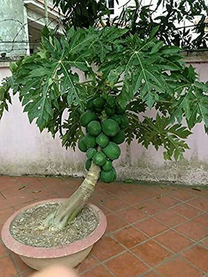 Aywal Papaya Seeds F1 Hybrid Variety Dwarf Fruit Seed(400 per packet)