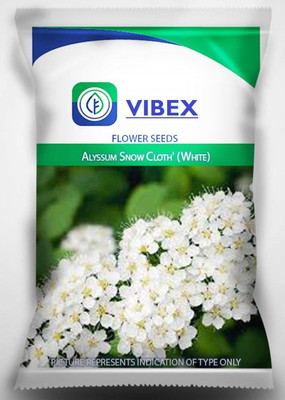 CYBEXIS Alyssum Carpet of Snow Hardy Annual Ground Seed(50 per packet)
