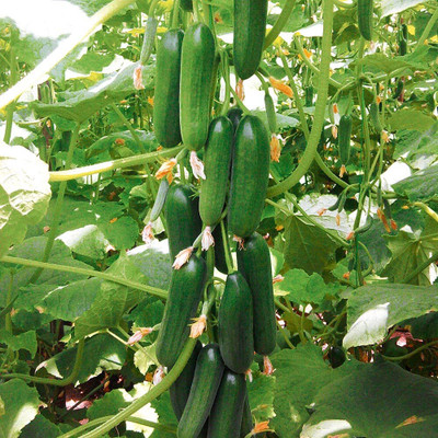 CRGO CUCUMBER , KHEERA Seed(80 per packet)