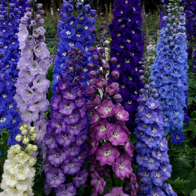 CYBEXIS Delphinium, Fantasia Mixed Colors-50 Seeds Seed(50 per packet)