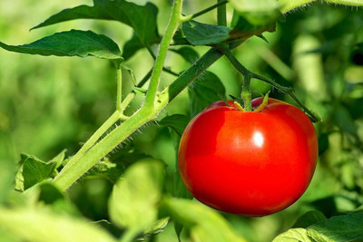 LPR TOMATOO,TAMATARR Seed(40 per packet)
