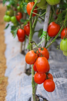 KDA tomato Seed(100 per packet)