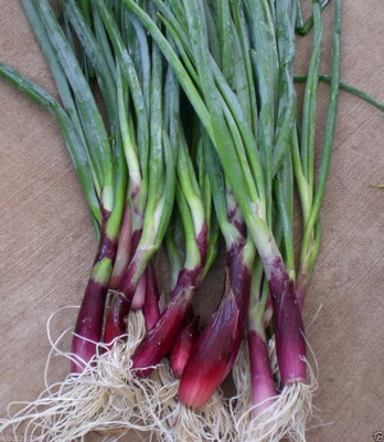 CYBEXIS LXI-56 - RED BUNCHING - Apache ONION - (4500 Seeds) Seed(4500 per packet)