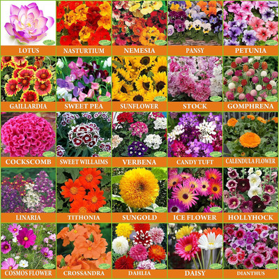 LPR MIX COMBO, FLOWER COMBOO Seed(50 per packet)