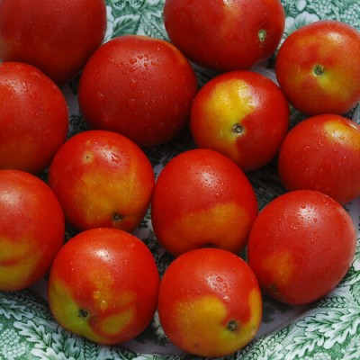 Quentova TOMATO ALASKAN-LIV-6F Seed(300 per packet)