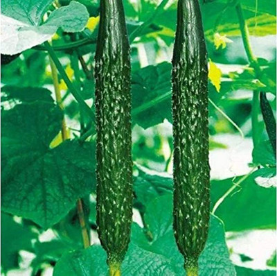 CYBEXIS Cucumber Seeds Full Vitality Vegetables2000 Seeds Seed(2000 per packet)