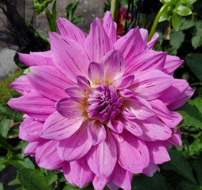 Qualtivate PAU-76 Blue and White Point Dahlia Seeds Seed(50 per packet)