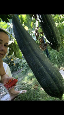 UGRA Giant Loofah Sponge Gourd Seed(100 per packet)