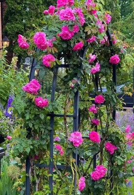 CRGO ROSE , GULAAB Seed(90 per packet)